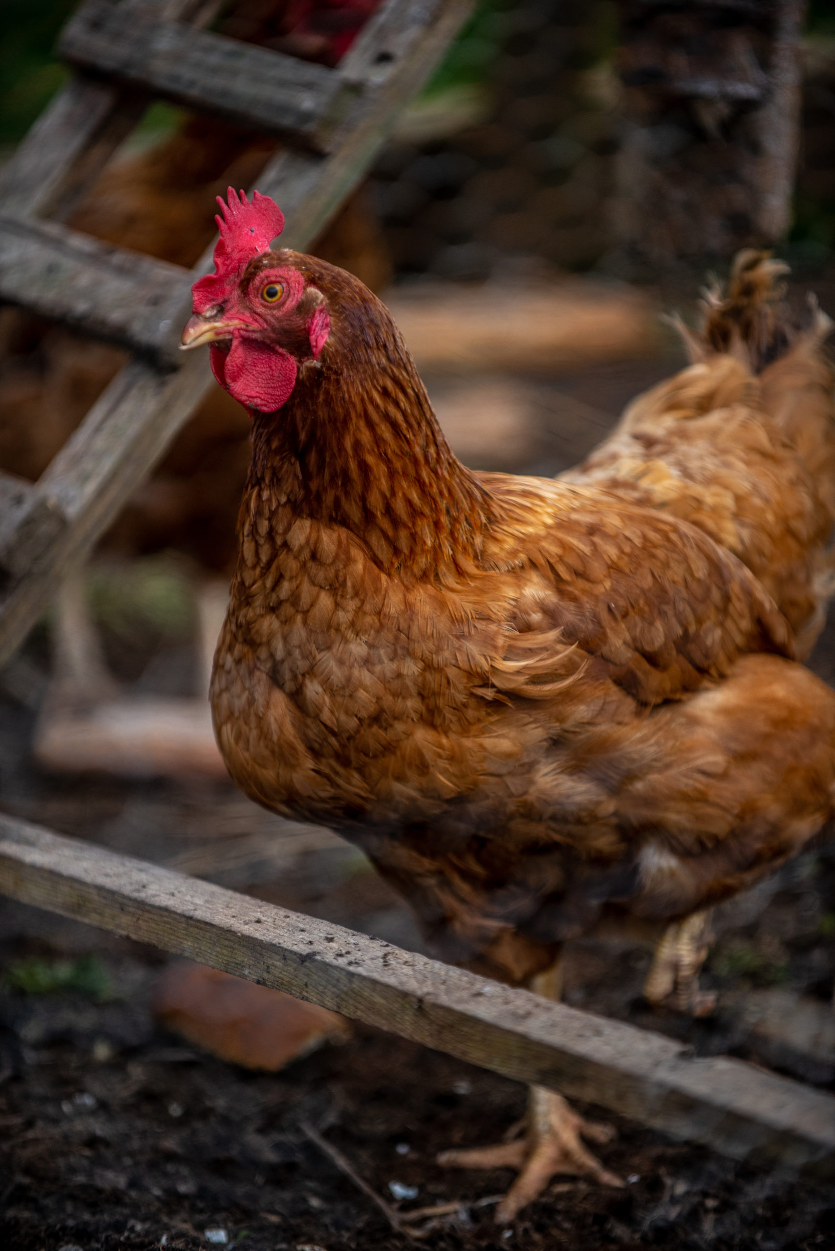 Les Poules