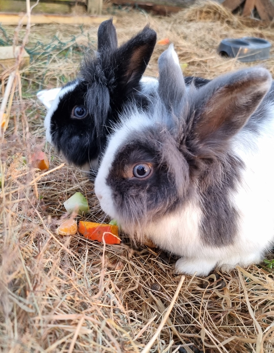 Nain et Angora