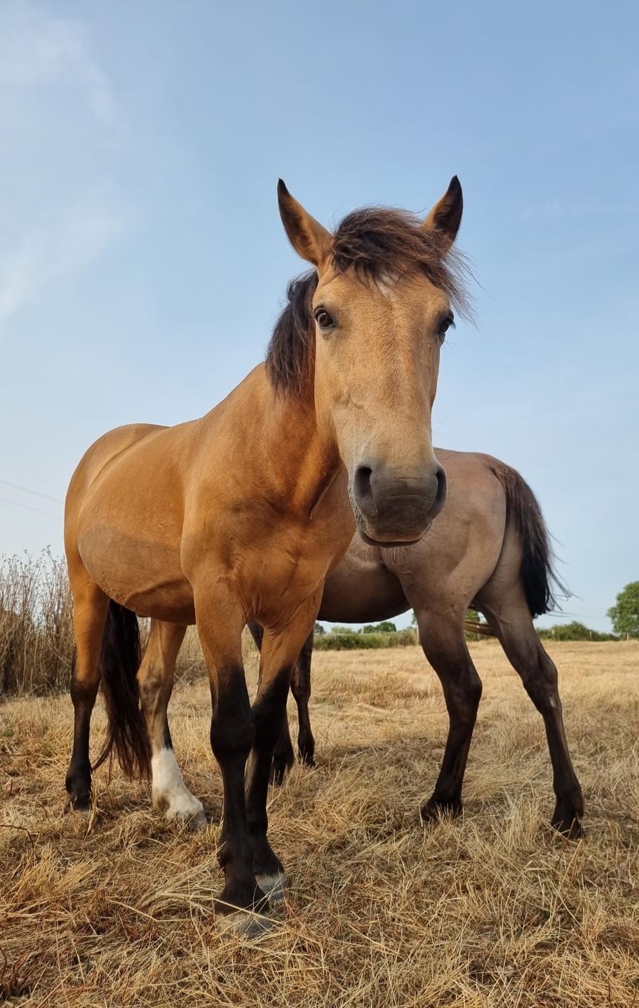 Les chevaux